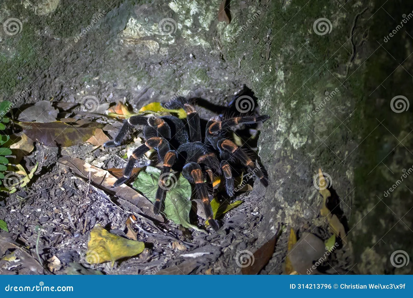 /img/17364-mesomelas-tarantula-conservation.webp