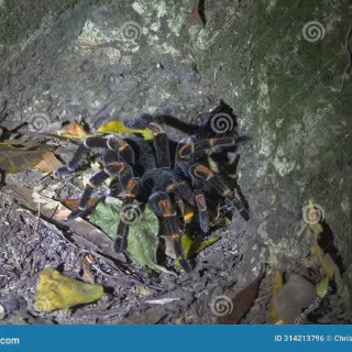 /img/17364-mesomelas-tarantula-conservation.webp