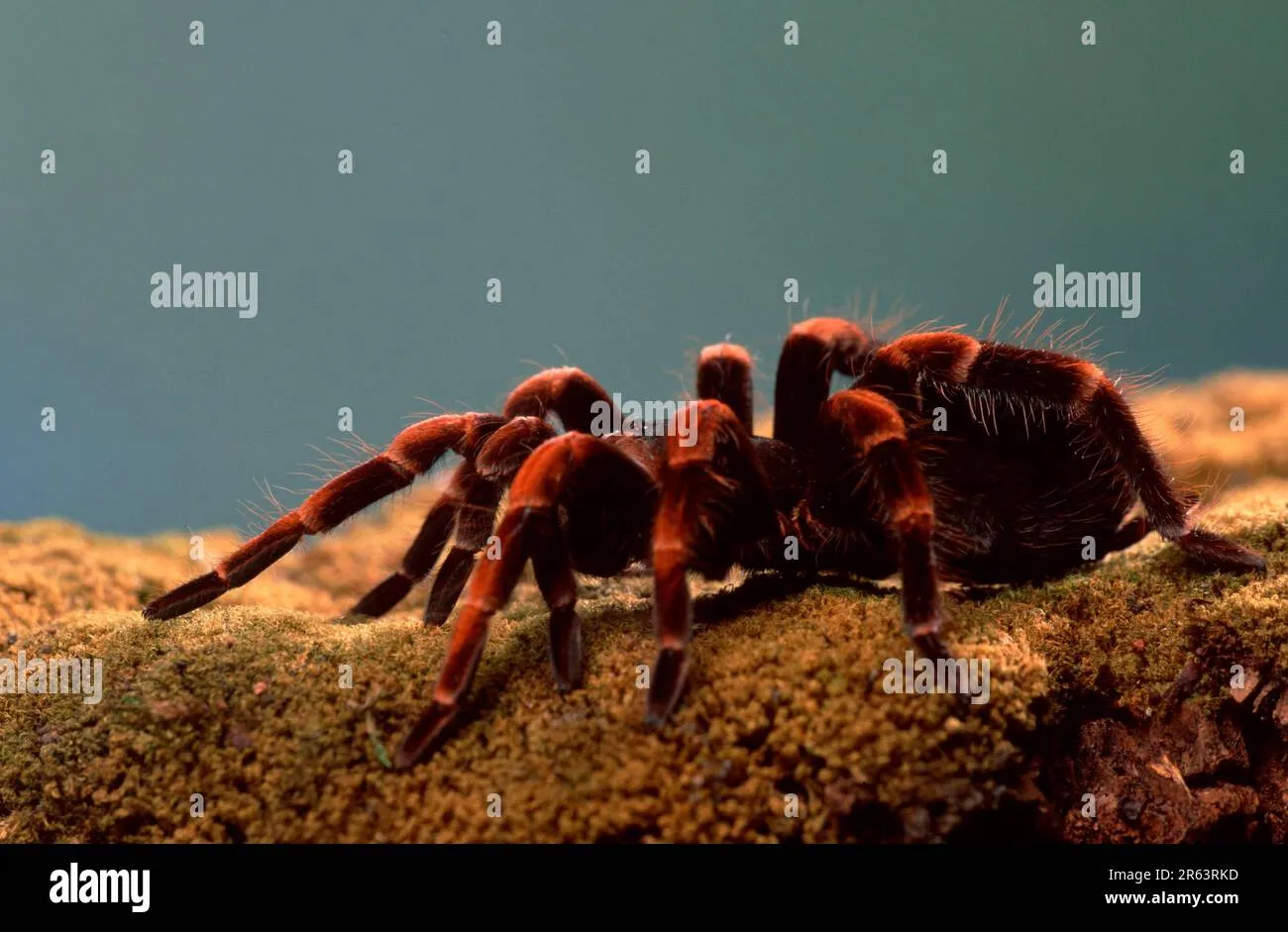 17364 mesomelas tarantula feeding