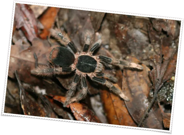 17364 mesomelas tarantula physical