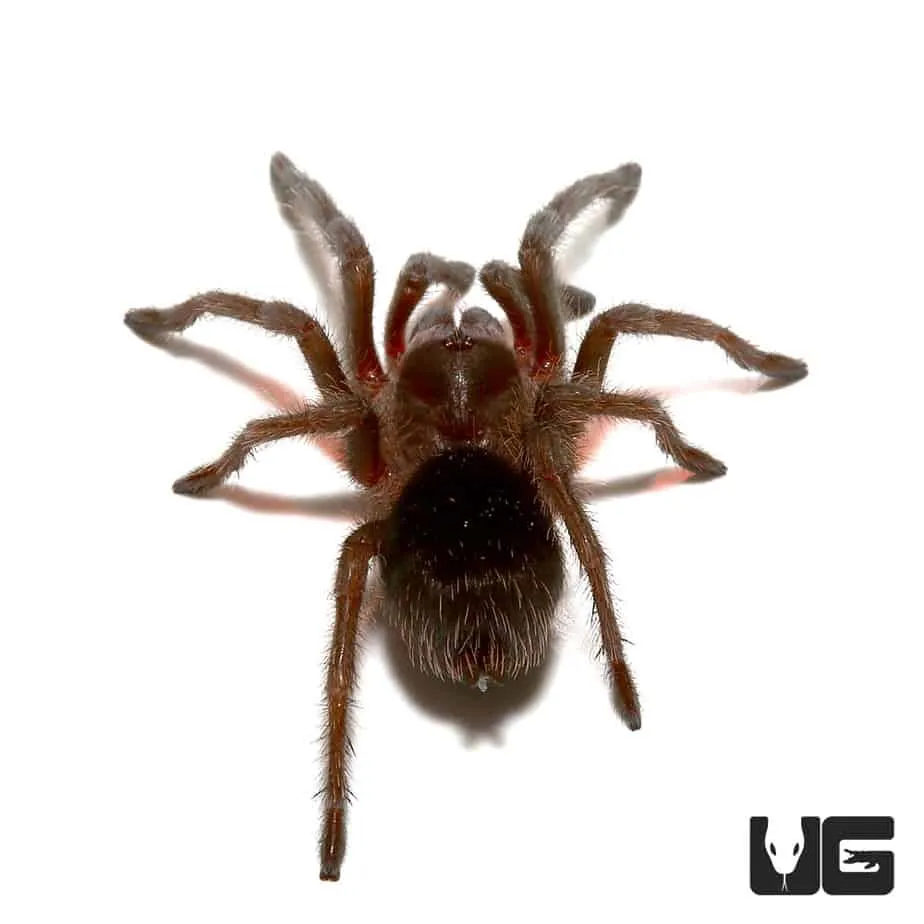 17365 brazilian black tarantula close up