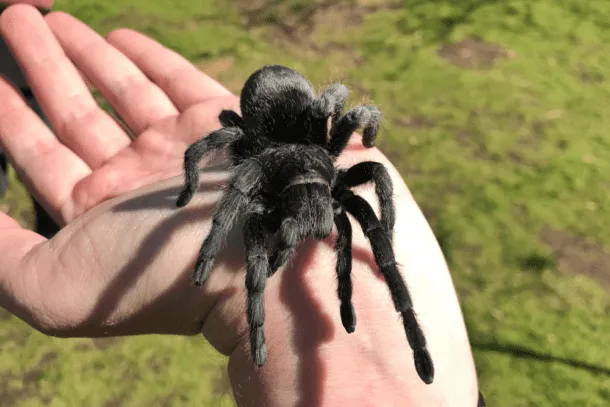 17365 brazilian black tarantula overview