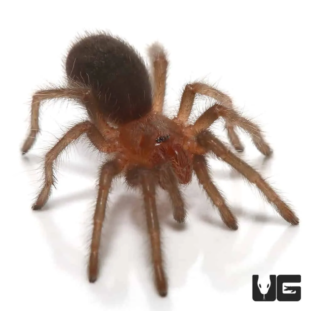 17365 tarantula breeding