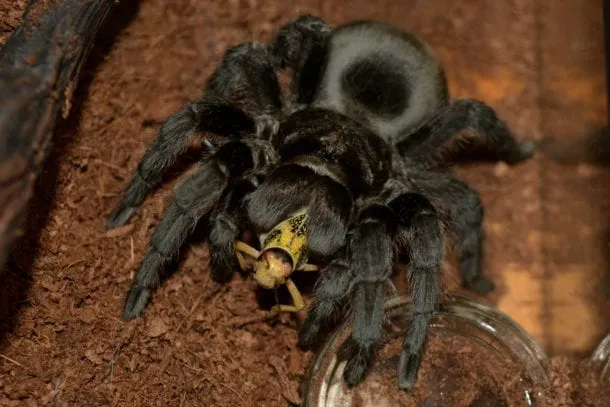 17365 tarantula enclosure