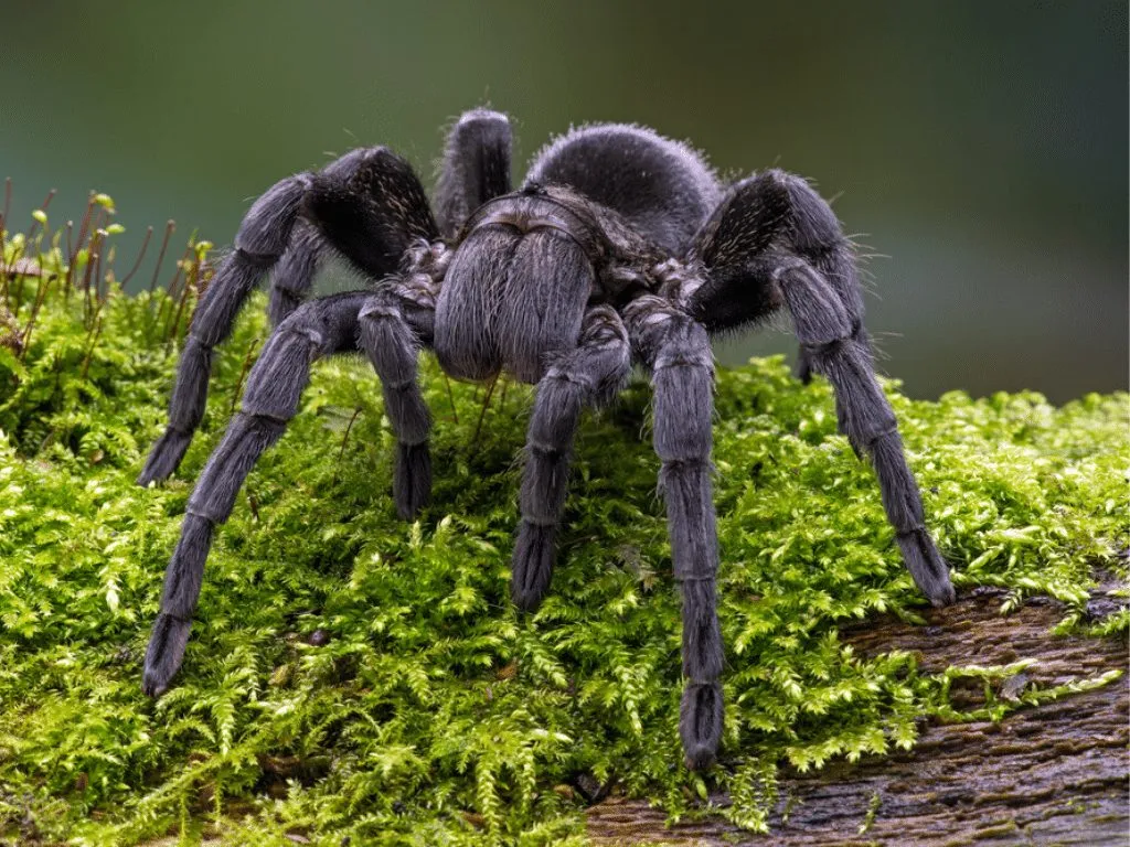 17365 tarantula feeding