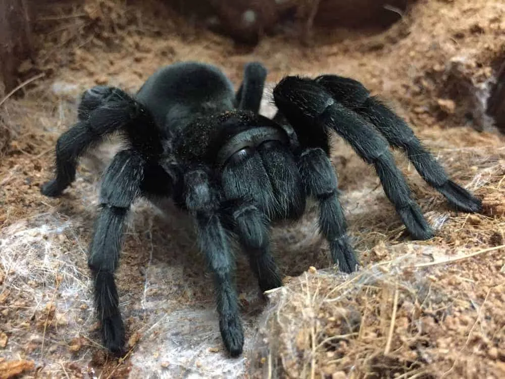 17365 tarantula handling