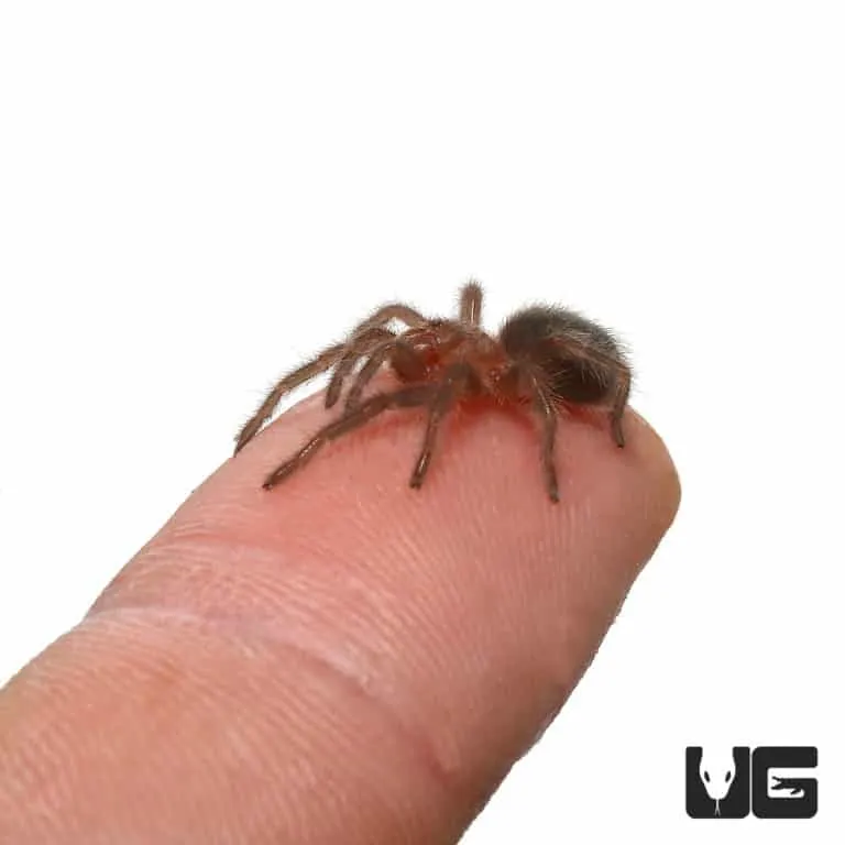 /img/17365-tarantula-health-check.webp