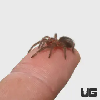 /img/17365-tarantula-health-check.webp