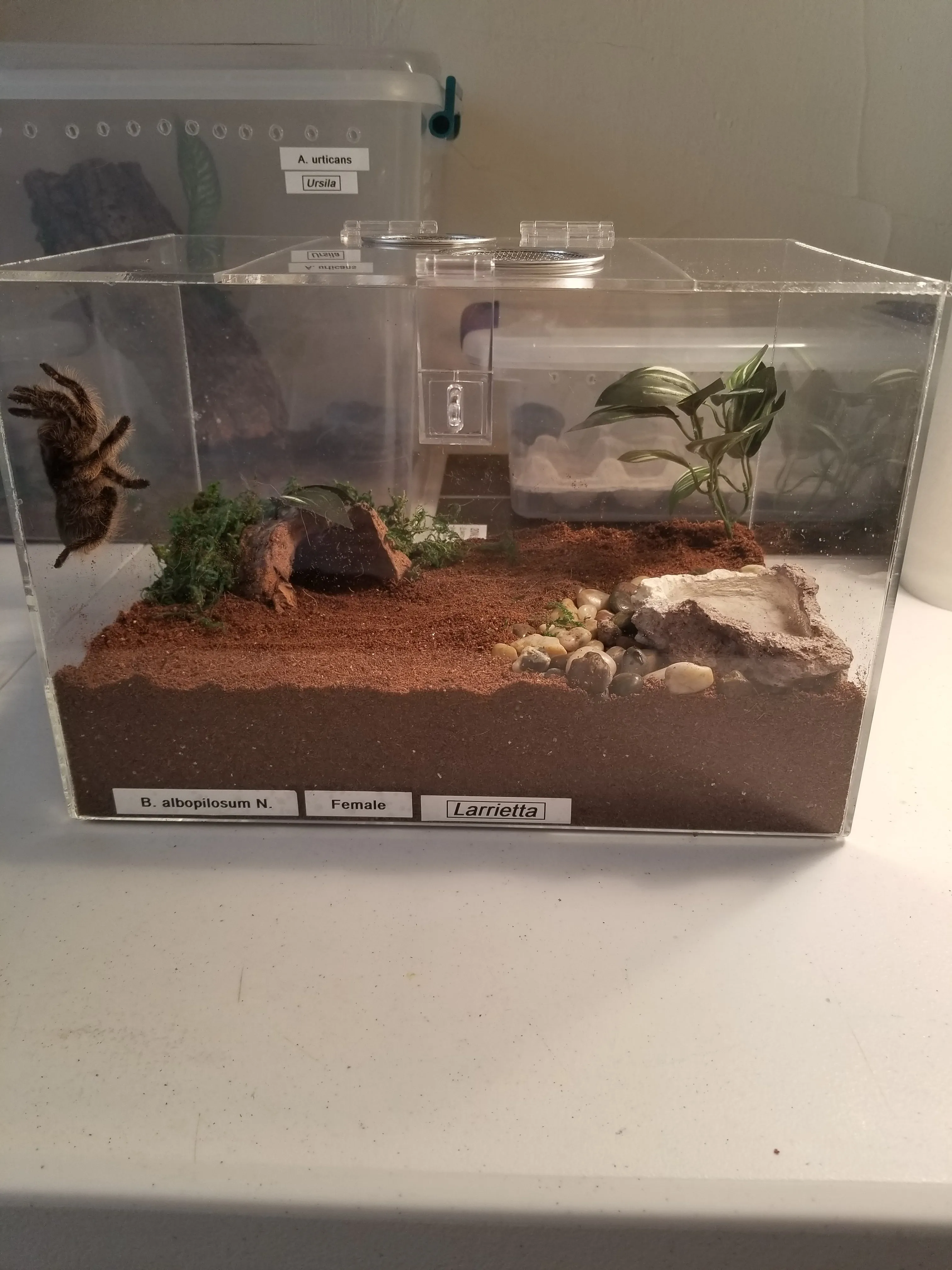 17366 tarantula arboreal enclosure