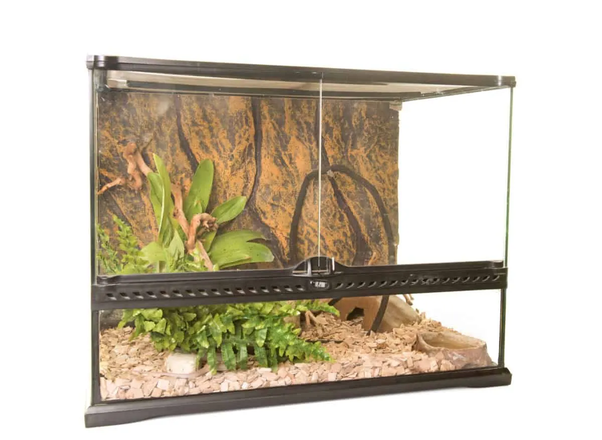 17366 tarantula decor