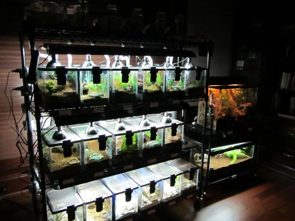 17366 tarantula substrate
