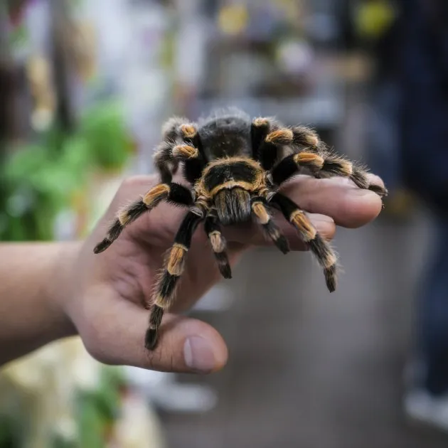 17367 tarantula feeding