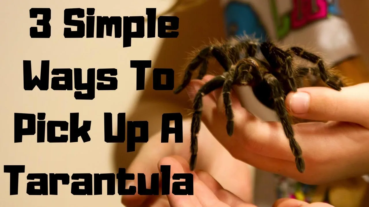 /img/17367-tarantula-molting.webp
