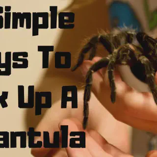 /img/17367-tarantula-molting.webp