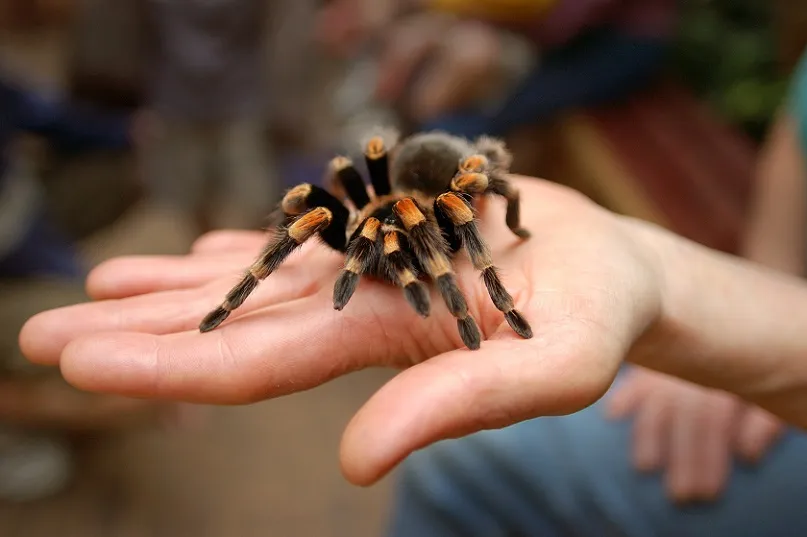 17367 tarantula species