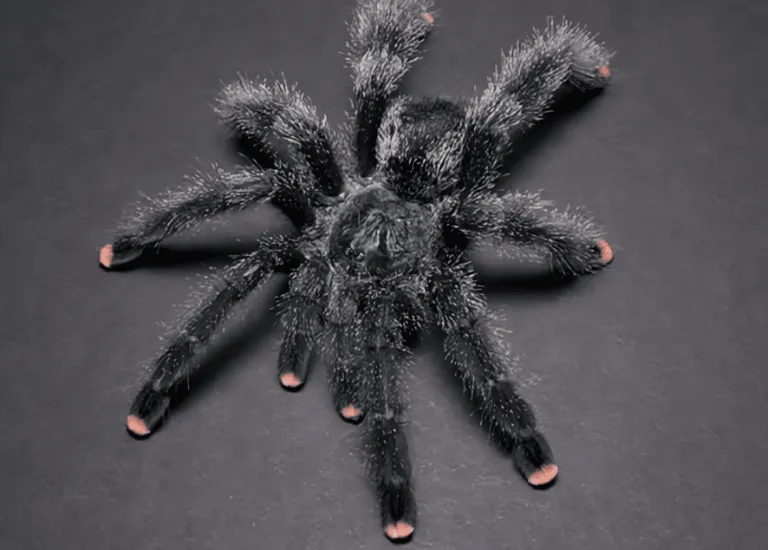 17368 pink toe tarantula feeding