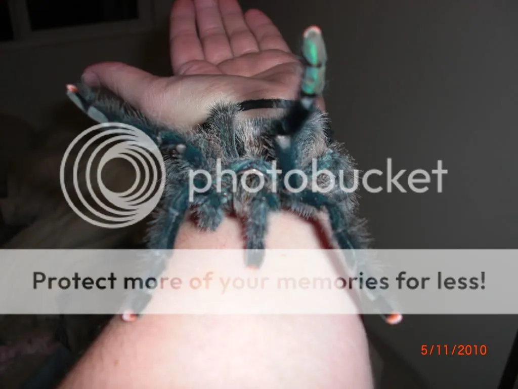 17368 pink toe tarantula humidity