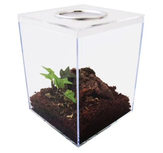 /img/17369-tarantula-terrarium-decor.webp