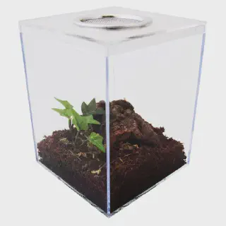/img/17369-tarantula-terrarium-decor.webp