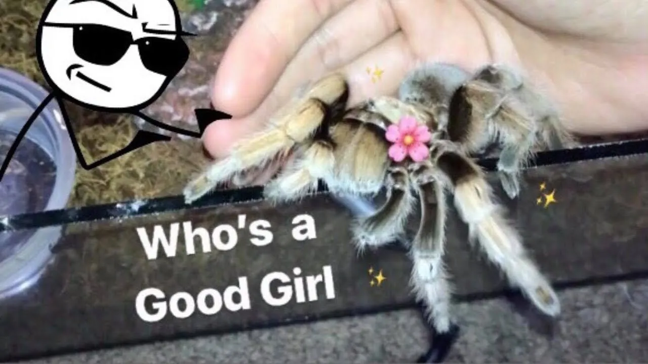 17370 tarantula handling