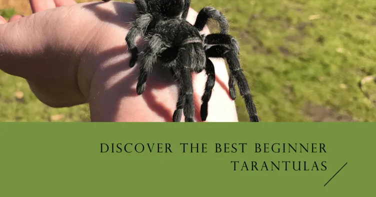 /img/17370-tarantula-health.webp