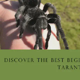 /img/17370-tarantula-health.webp
