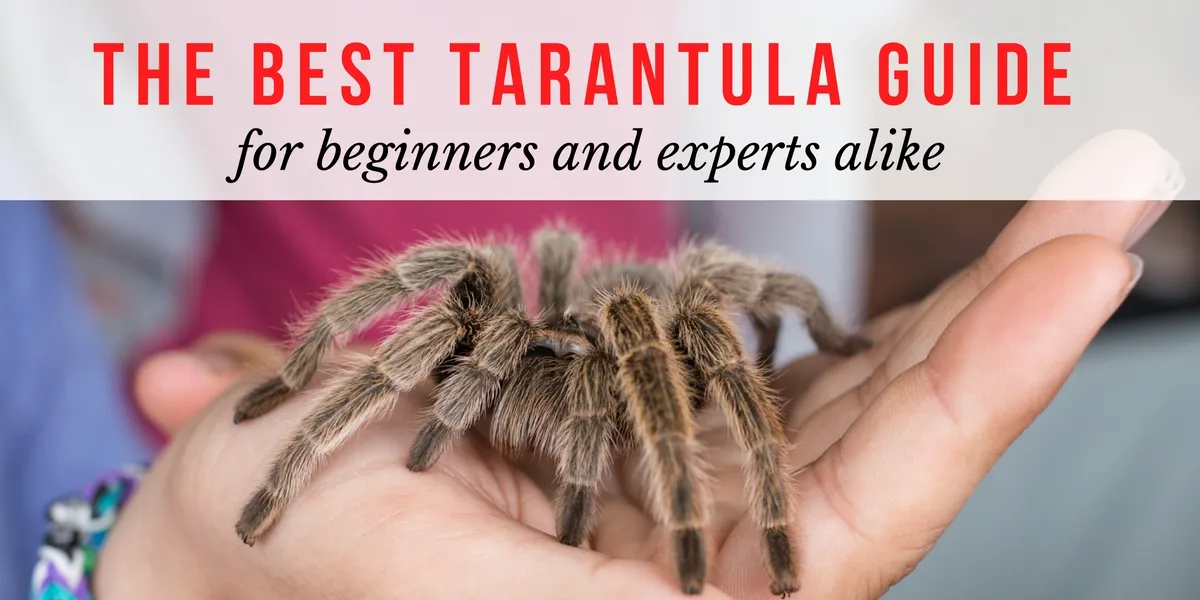 17370 tarantula molting