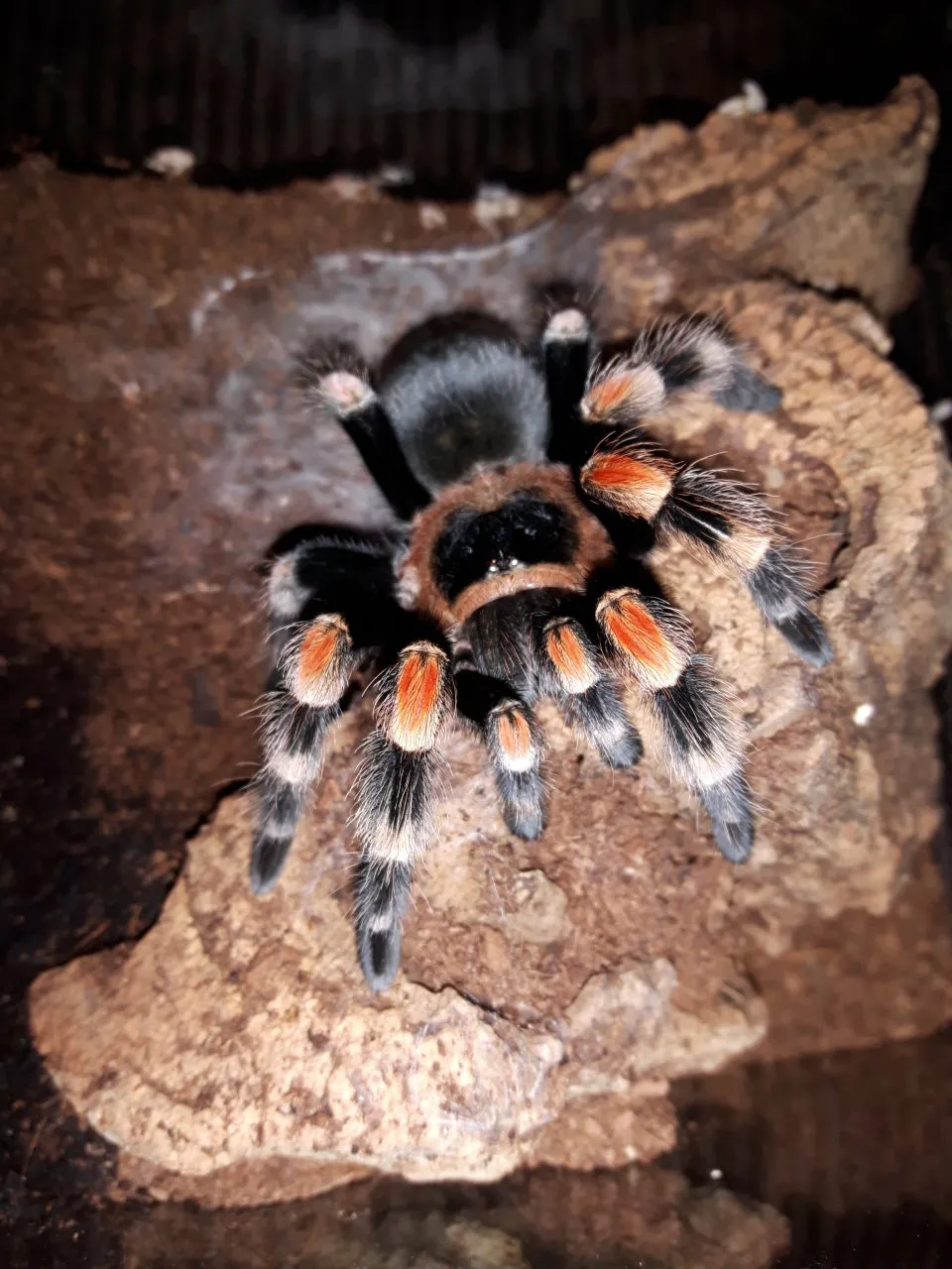 17370 tarantula species