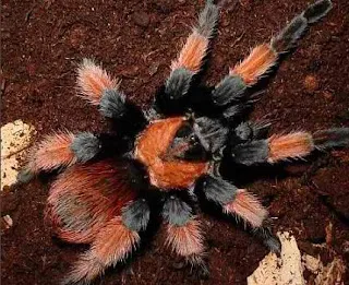 17370 tarantula venom