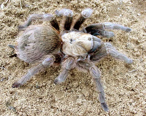 17372 arkansas forest baby tarantula