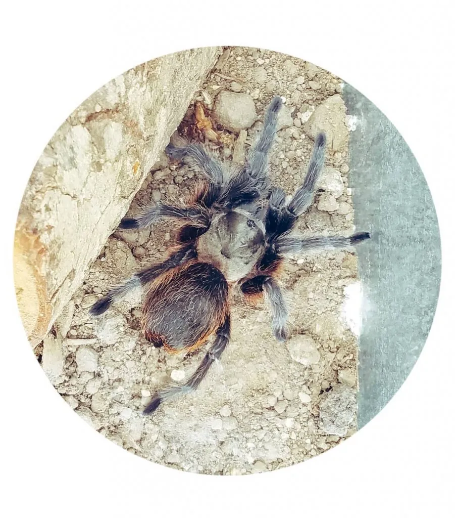 17372 arkansas grassland baby tarantula