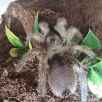 17372 baby tarantula arkansas behavior