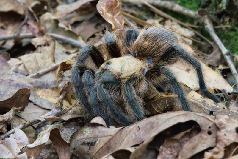 /img/17372-baby-tarantula-arkansas-safety.webp