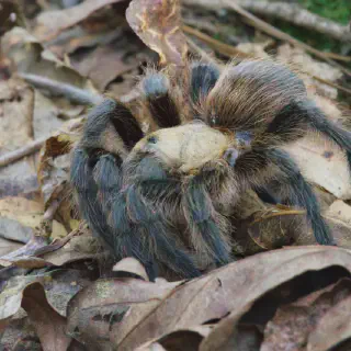 /img/17372-baby-tarantula-arkansas-safety.webp