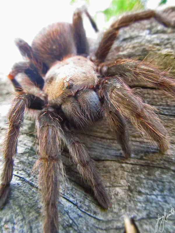 17372 baby tarantula arkansas search