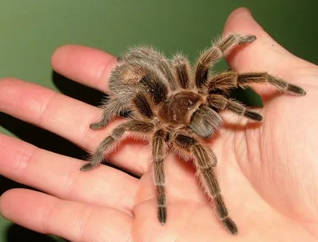 17373 choosing tarantula