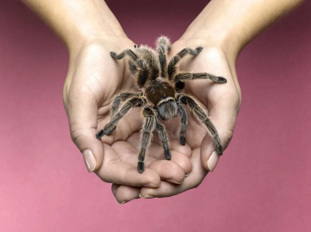17373 feeding tarantula