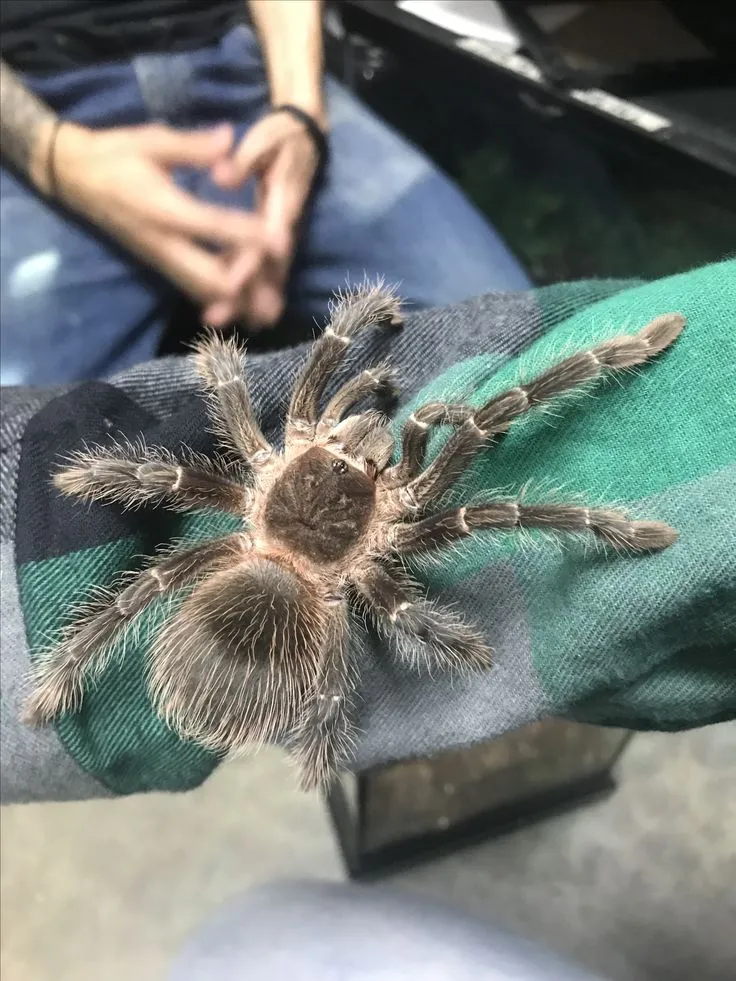 17373 handling tarantula