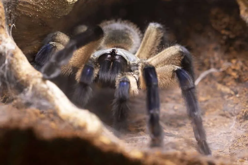/img/17373-healthy-tarantula.webp