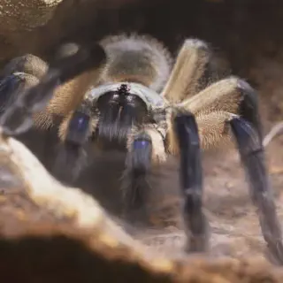 /img/17373-healthy-tarantula.webp