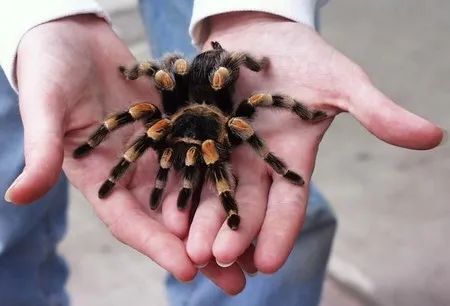 17373 tarantula overview