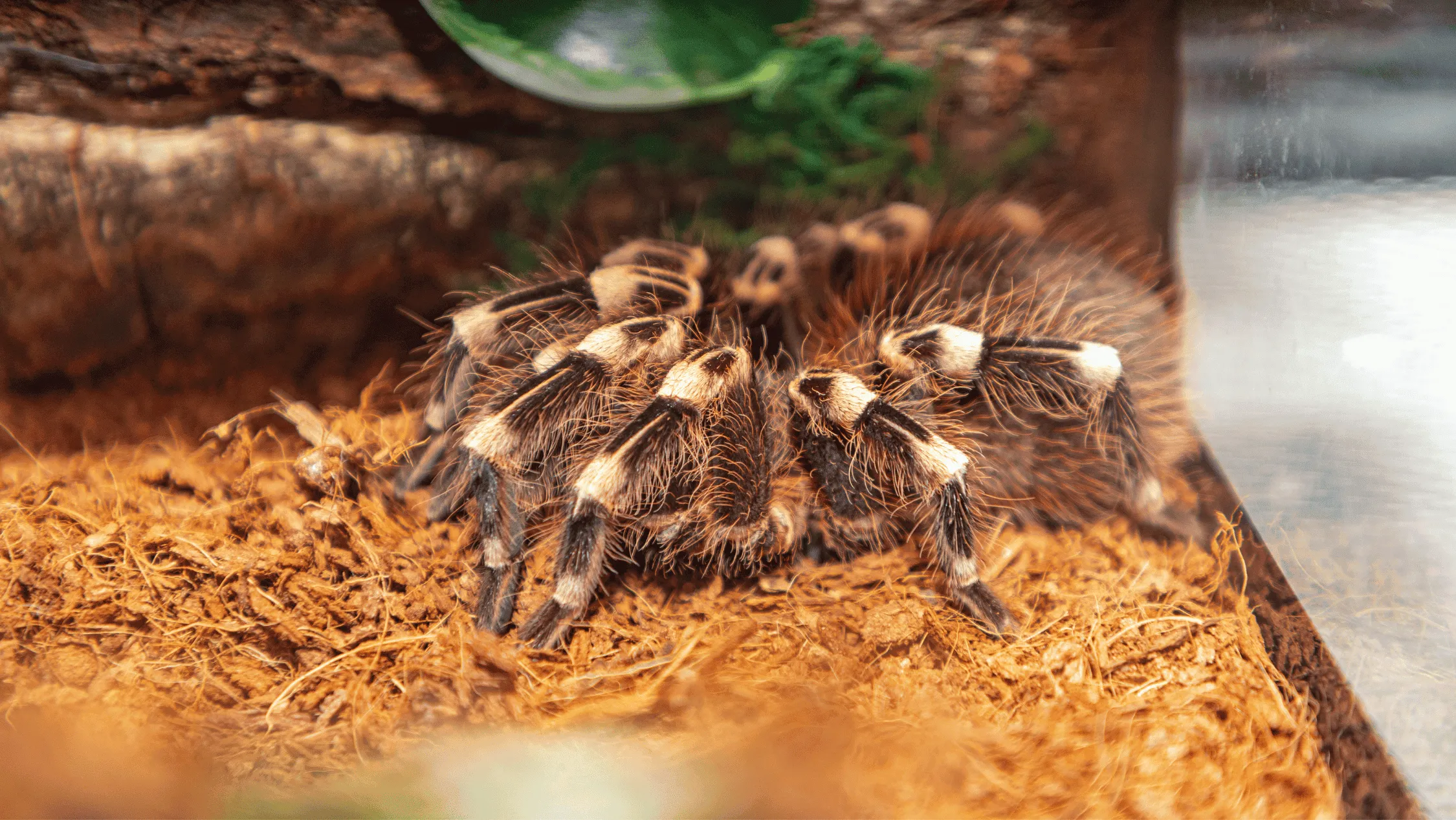 17373 tarantula water