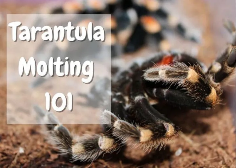 17374 healthy tarantula eating