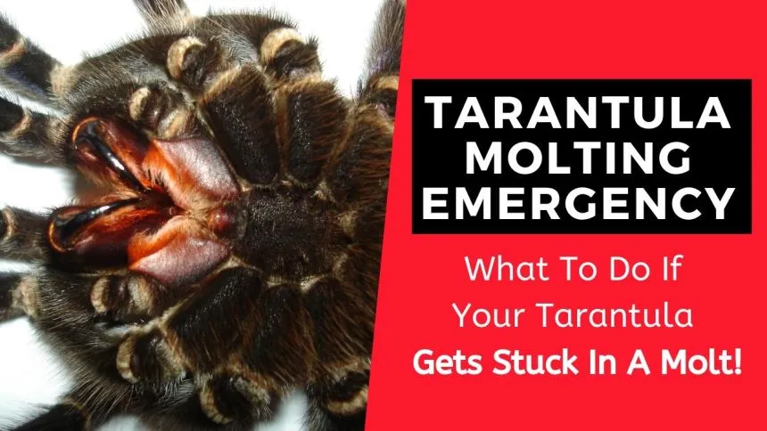 17374 pre molting tarantula