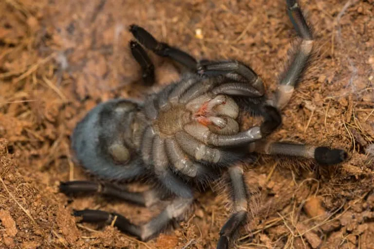 17374 tarantula dehydrated