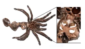 17374 tarantula in molt