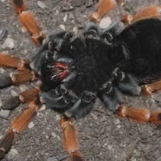 /img/17374-tarantula-molt-care.webp