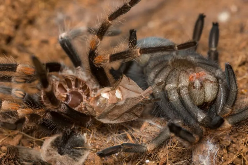 17374 tarantula molting environment