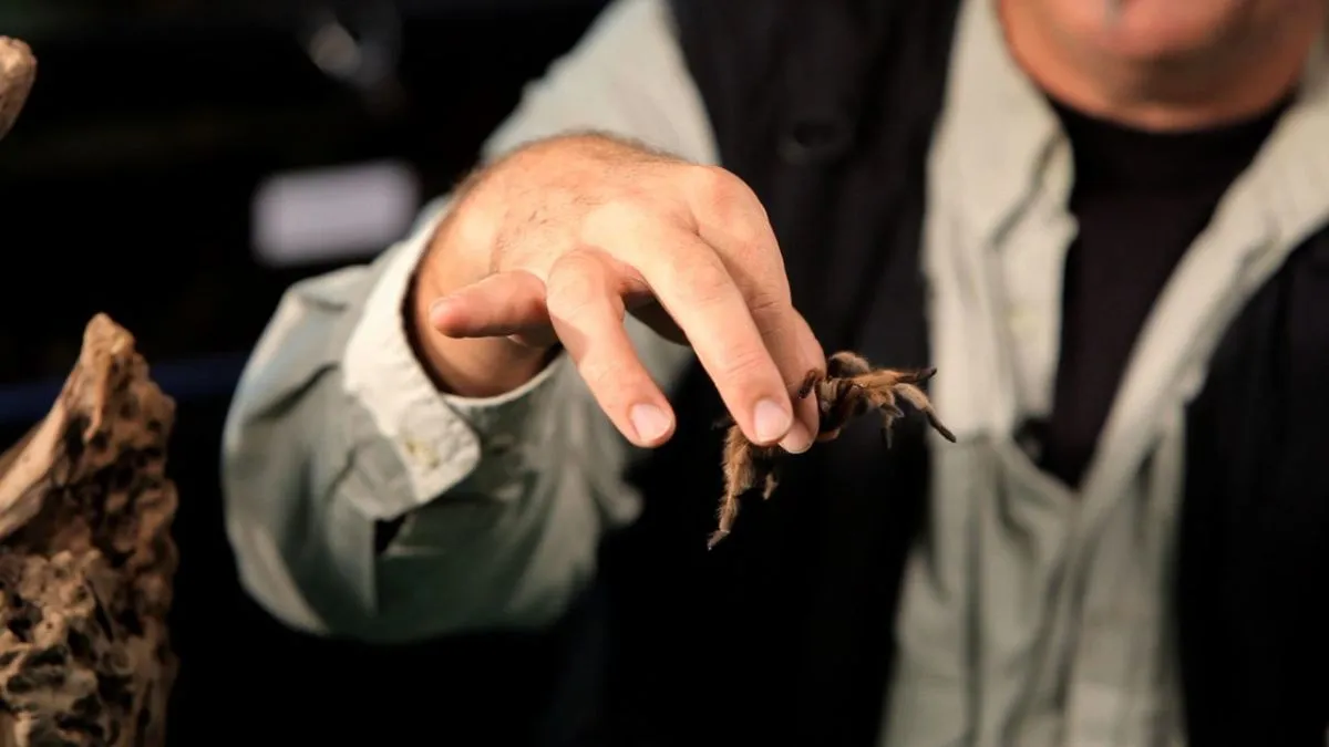 17375 preventing tarantula bites