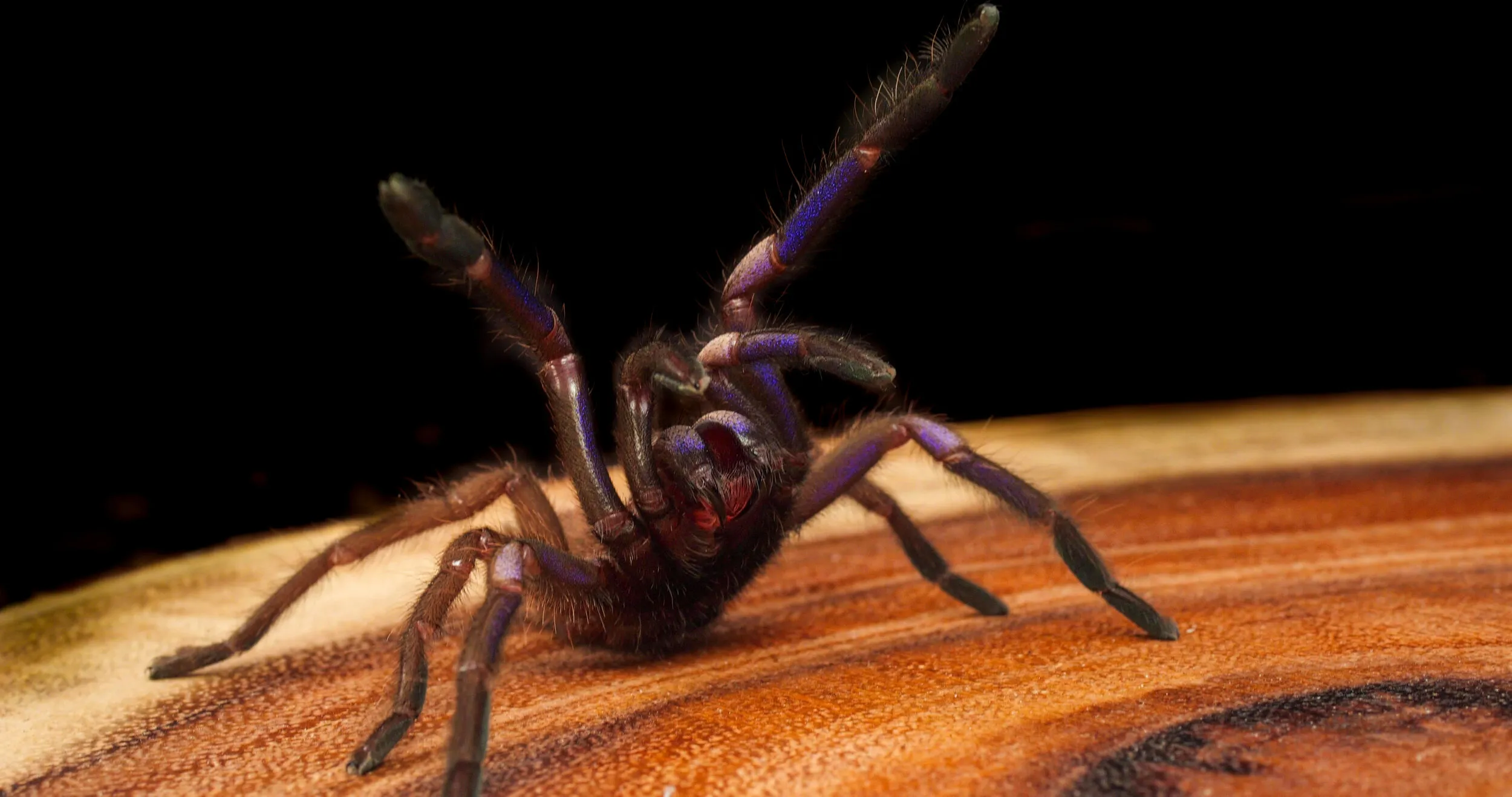 17380 healthy tarantula closeup